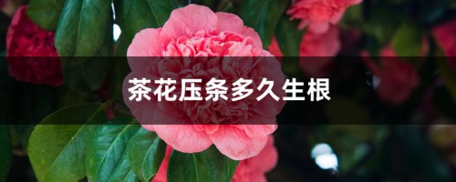 茶花压条多久生根，空中压条繁殖技术