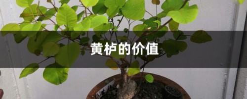 黄栌的价值