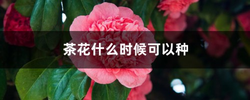 茶花什么时候可以种