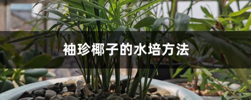 袖珍椰子的水培方法