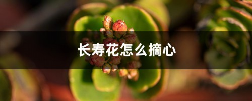 长寿花怎么摘心