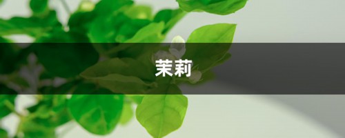 茉莉茶花…拉根枝压土里，1盆秒变10盆，开花量惊人！