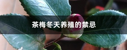 茶梅冬天养殖的禁忌